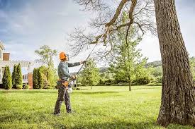 Professional Tree Services in Falmouth, KY