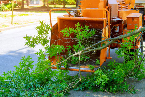  Falmouth, KY Tree Services Pros